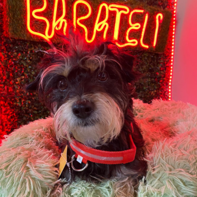 Cama Anti ansiedad Para Mascotas Talla M